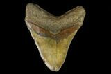 Fossil Megalodon Tooth - North Carolina #124969-2